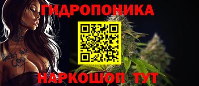 сатива Кингисепп